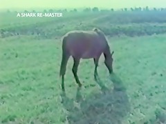 Horse milf sex