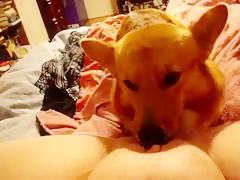 K9 Licks Webcam - Hot blonde lets her dog licks her pussy in webcam - Bestiality movies -  Bestialzoo