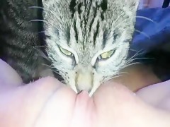 Cat Lick Hard Cock - Cat lick my pussy - Bestiality movies - Bestialzoo